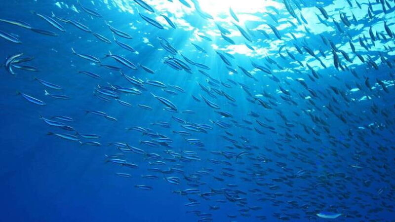 Cebu: Moalboal Sardines and Turtles Snorkeling Tour - An In-depth Look at the Tour