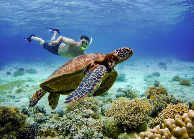 Cebu: Moalboal Sardines & Turtle Snorkeling and Canyoneering - Pricing, Value, and What It Means for Travelers