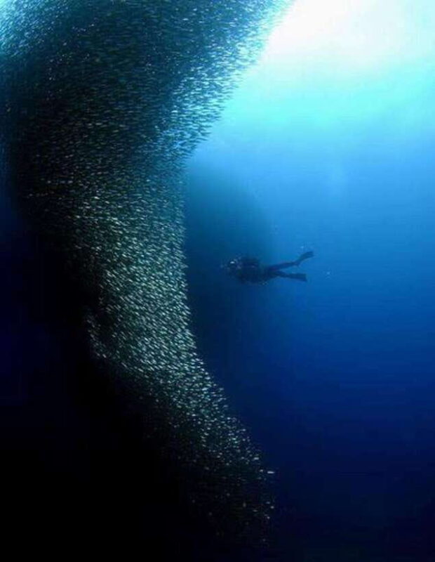 Cebu: Moalboal Scuba Diving, Sardines Run & Pescador Snorkel - Who is This Tour Right For?