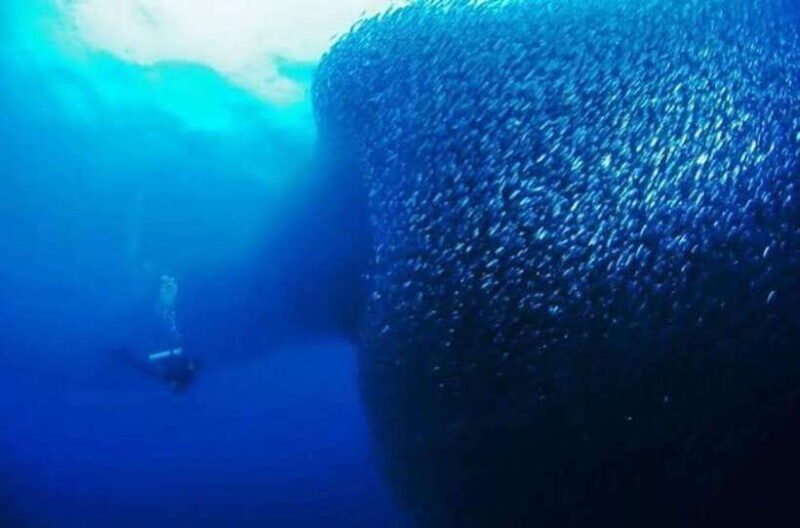 Cebu: Moalboal Scuba Diving, Sardines Run & Pescador Snorkel - FAQ