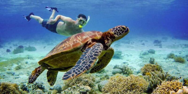 Cebu: Moalboal Snorkeling & Kawasan Canyoneering Adventure - An In-Depth Look at the Moalboal & Kawasan Tour