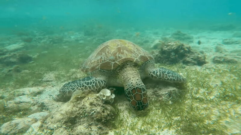 Cebu: Moalboal Snorkeling & Kawasan Canyoneering Adventure - The Experience Provider