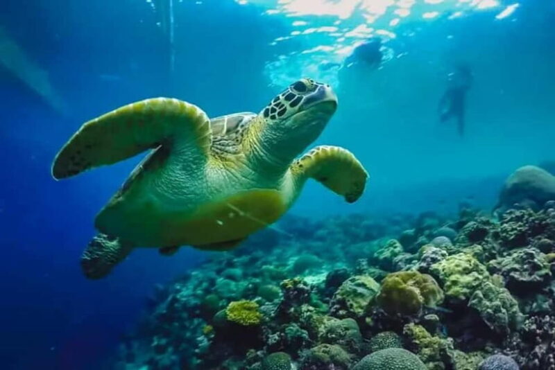 Cebu: Moalboal Snorkeling, Mantayupan Falls & ATV Adventure - An In-Depth Look at What You Can Expect