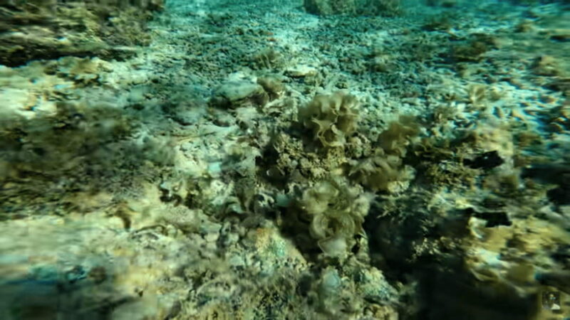 Cebu: Oslob Whale Shark and Moalboal Snorkeling Adventure - An In-Depth Look at the Tour