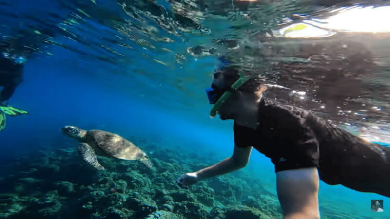 Cebu: Oslob Whale Shark and Moalboal Snorkeling Adventure - FAQ