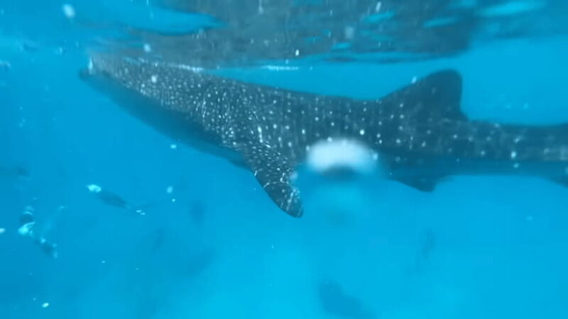 Cebu: Oslob Whale Shark and Moalboal Snorkeling Tour - What We Think About the Price and Overall Value