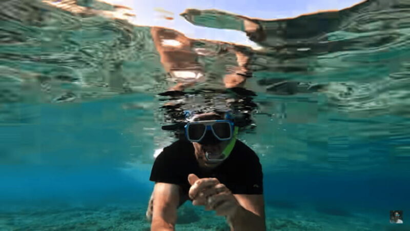Cebu: Oslob Whale Shark and Moalboal Snorkeling Tour - The Experience of the Marine Encounters