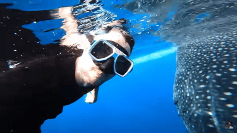 Cebu: Oslob Whale Shark and Moalboal Snorkeling Tour - Logistics and Practicalities