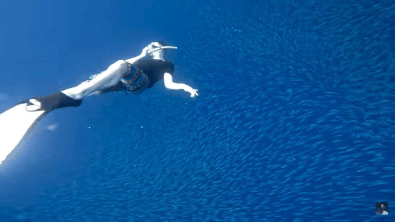 Cebu: Oslob Whale Shark and Moalboal Snorkeling Tour - Final Thoughts