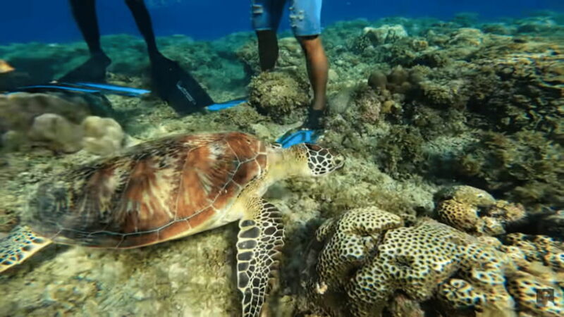 Cebu: Oslob Whale Shark and Moalboal Snorkeling Tour - FAQ