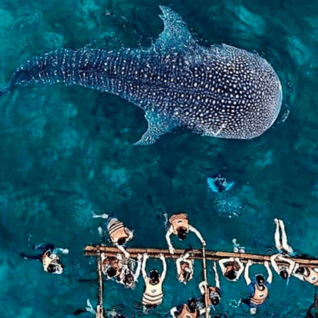 Cebu: Oslob Whale Shark, Sumilon, Ruins, Simala Church - What to Expect on This Excursion