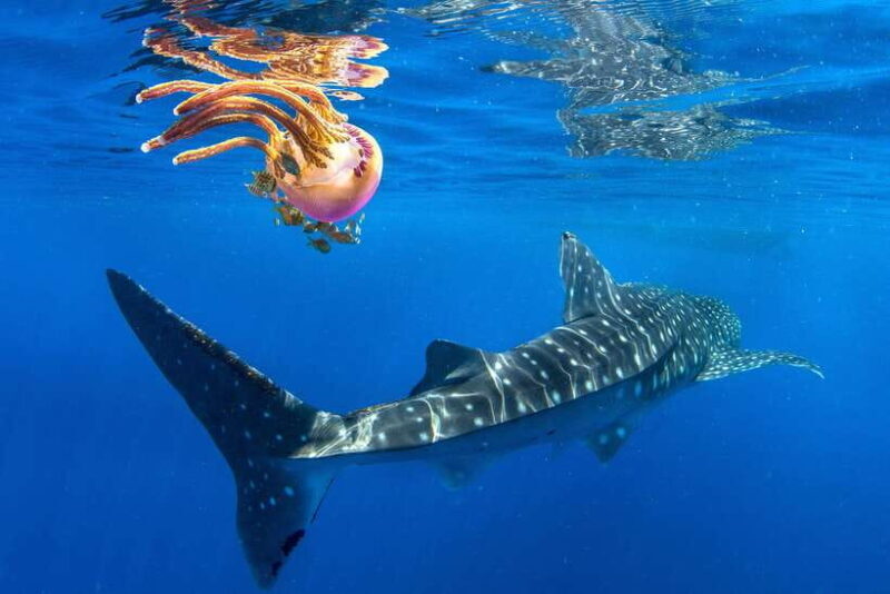 Cebu: Oslob Whale Shark Swim and Sumilon Island Day Tour - An Honest Look at the Experience