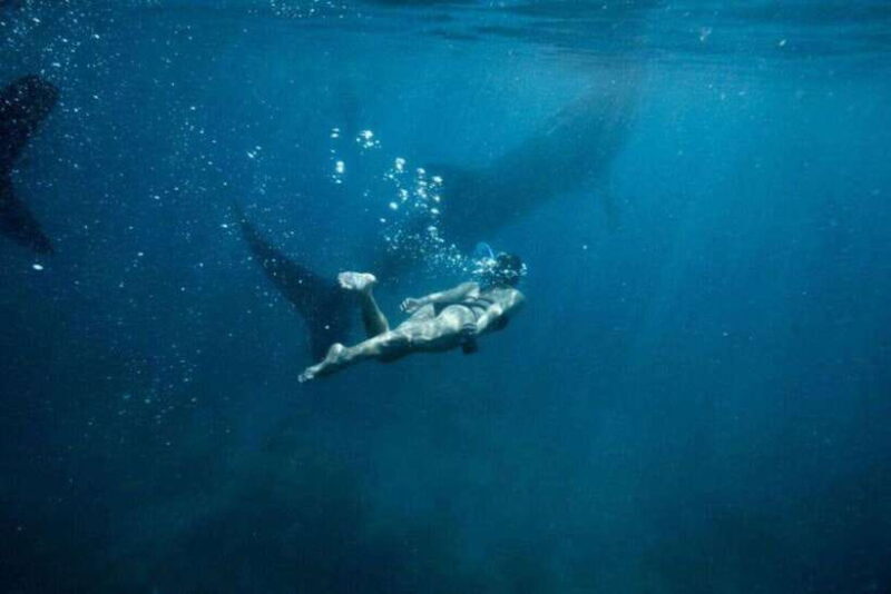 Cebu: Oslob Whale Shark Swimming and Tumalog Falls Tour - Key Points