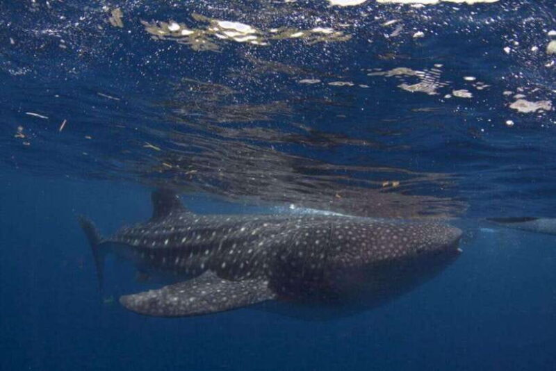 Cebu: Oslob Whale Shark Swimming and Tumalog Falls Tour - An In-Depth Look at the Tour Experience