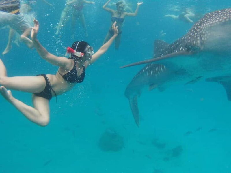 Cebu: Oslob Whale Shark Swimming and Tumalog Falls Tour - The Sum Up