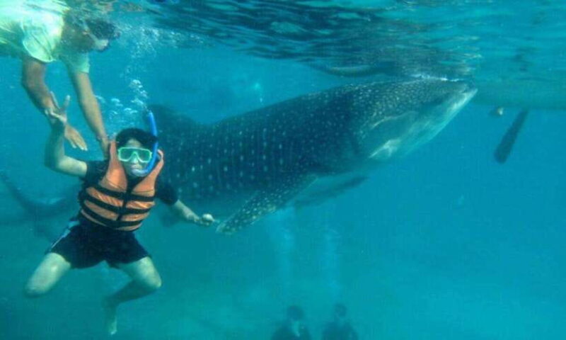 Cebu: Oslob Whale Shark Swimming and Tumalog Falls Tour - FAQ