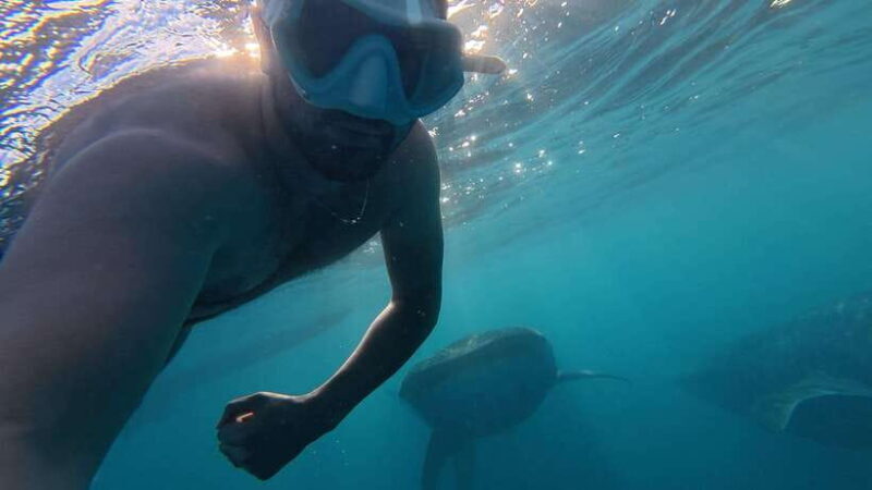 Cebu Oslob Whale Shark Swimming & Kawasan Falls Canyoneering - Key Points
