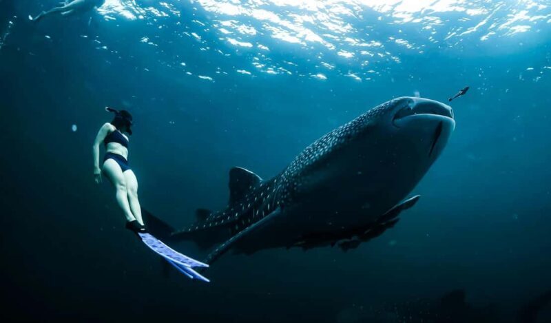 Cebu Oslob Whale Shark Swimming & Kawasan Falls Canyoneering - What to Expect from the Tour