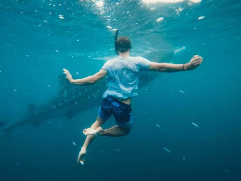Cebu Oslob Whale Shark Swimming & Kawasan Falls Canyoneering - Itinerary Breakdown
