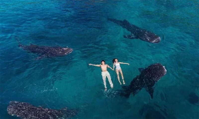 Cebu: Oslob Whale Shark, Tumalog Falls, and Osmeña Peak Tour - An In-Depth Look at the Tour Experience