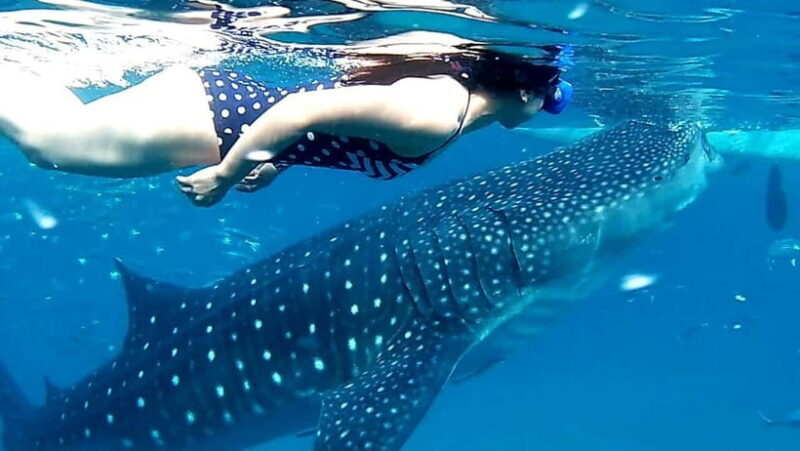 Cebu: Oslob Whale Shark Watching and Inambakan Waterfalls - An In-Depth Look at the Tour Experience