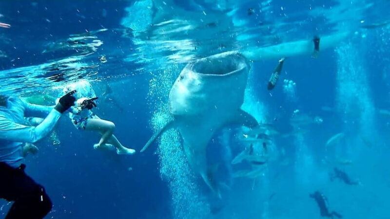 Cebu Oslob: Whale Shark Watching Experience - Key Points
