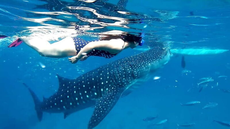 Cebu Oslob: Whale Shark Watching Experience - An Authentic Look at the Whale Shark Tour in Oslob