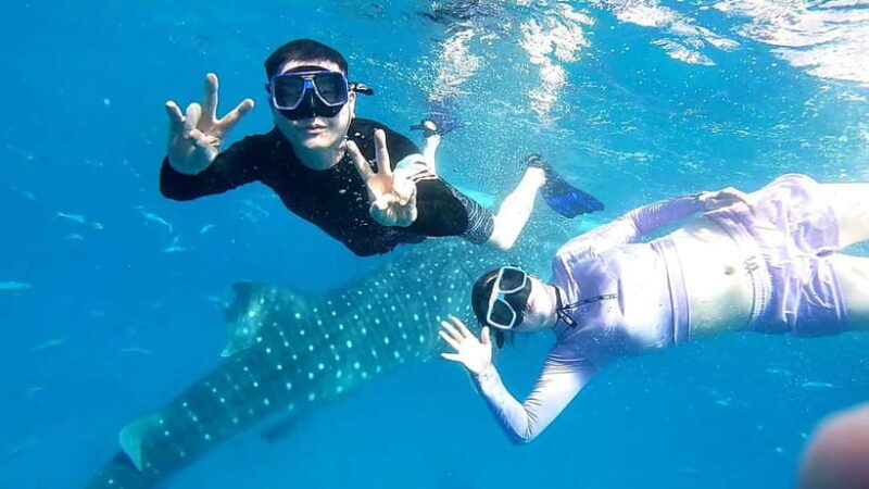 Cebu Oslob: Whale Shark Watching Experience - The Experience Itself: What You’ll Feel and See