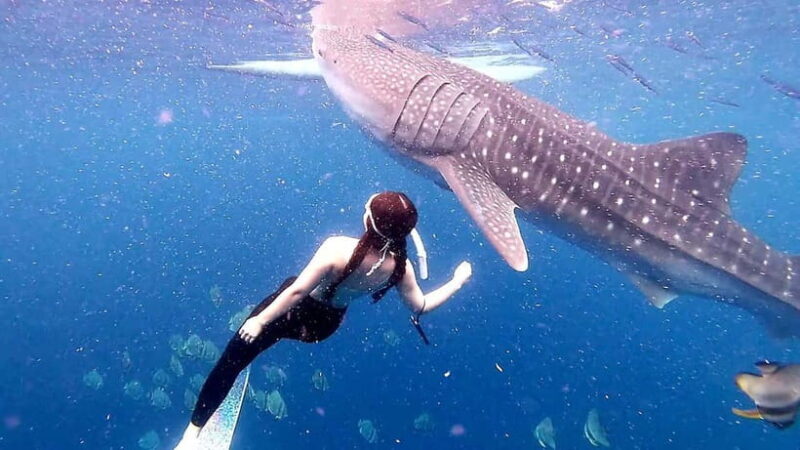 Cebu Oslob: Whale Shark Watching Experience - Value and Overall Impression