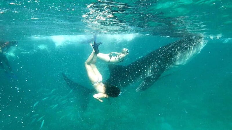Cebu Oslob: Whale Shark Watching Experience - Who Will Love This Tour?