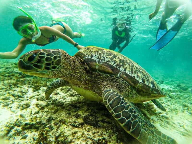 Cebu: Oslob Whale Sharks, Moalboal Sardine Run & Turtles - The Sum Up: Who Should Consider This Tour?
