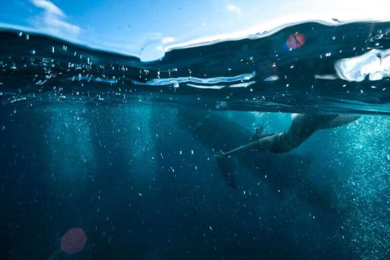 Cebu: Oslob Whale Sharks, Tumalog Falls & Sardine Snorkeling - Key Points