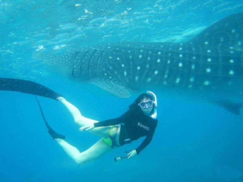 Cebu: Oslob Whale Sharks, Tumalog Falls & Sardine Snorkeling - An In-Depth Look at the Tour