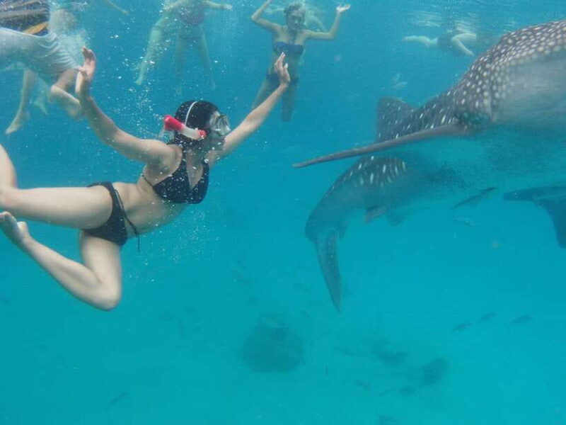 Cebu: Oslob Whale Sharks, Tumalog Falls & Sardine Snorkeling - The Sum Up