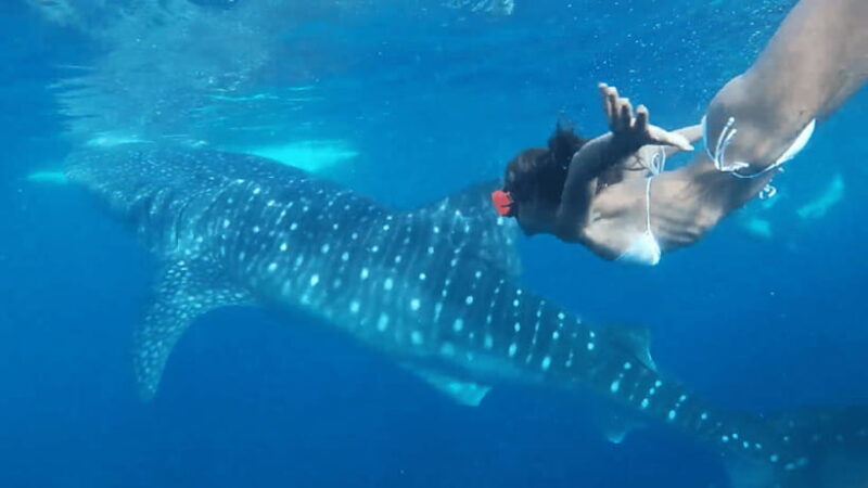 Cebu: Oslob Whaleshark & Canyoneering Group Tour with Lunch - Key Points
