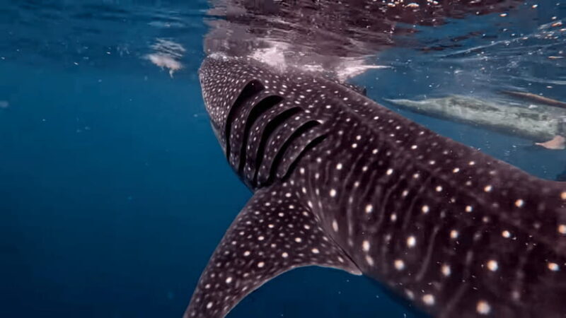Cebu: Oslob Whaleshark & Canyoneering Group Tour with Lunch - What Reviewers Are Saying