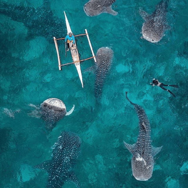 Cebu: Oslob Whaleshark Experience Shared Tour - Cebu: Oslob Whaleshark Experience Shared Tour