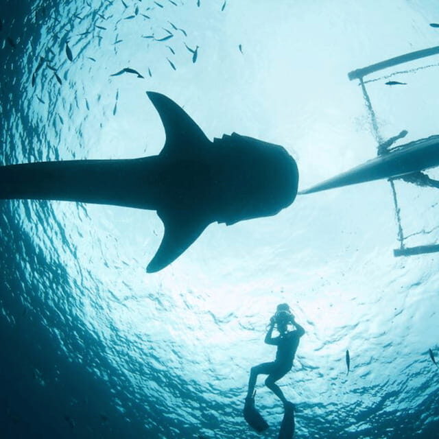 Cebu: Oslob Whaleshark Experience Shared Tour - Key Points