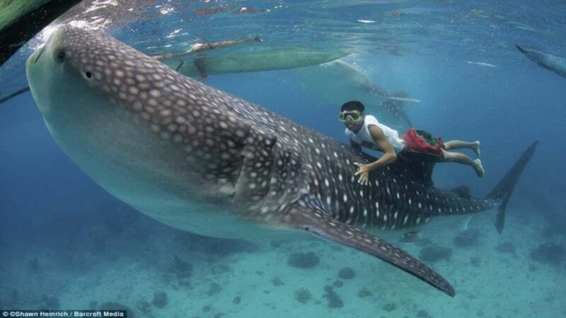 Cebu Oslob Whaleshark, Tumalog Falls&Sumilon Island(Private) - Key Points