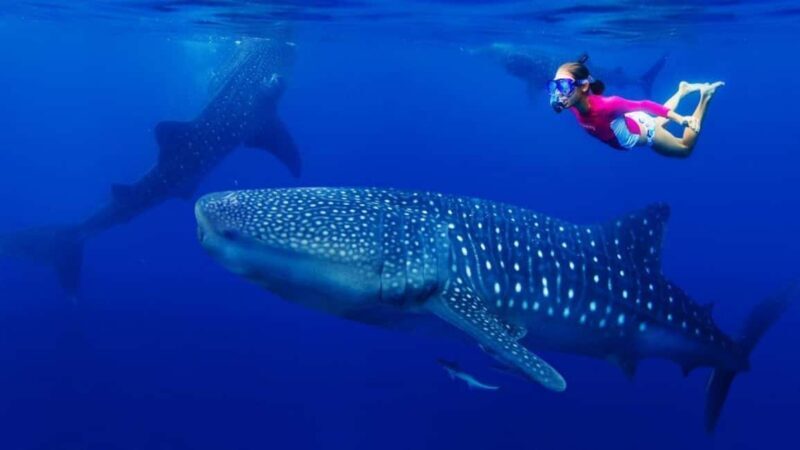 Cebu Oslob Whaleshark, Tumalog Falls&Sumilon Island(Private) - An In-Depth Look at the Experience