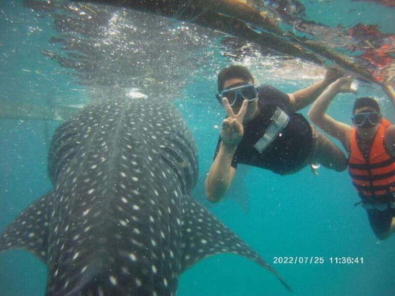 Cebu; Oslob Whaleshark Watching Day Tour - Introduction
