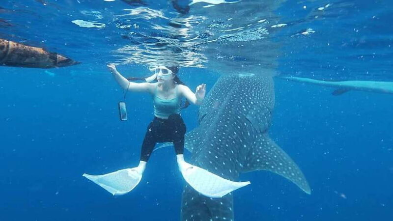 Cebu; Oslob Whaleshark Watching Day Tour - Detailed Itinerary Breakdown