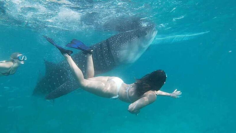 Cebu; Oslob Whaleshark Watching Day Tour - What’s Included and Not