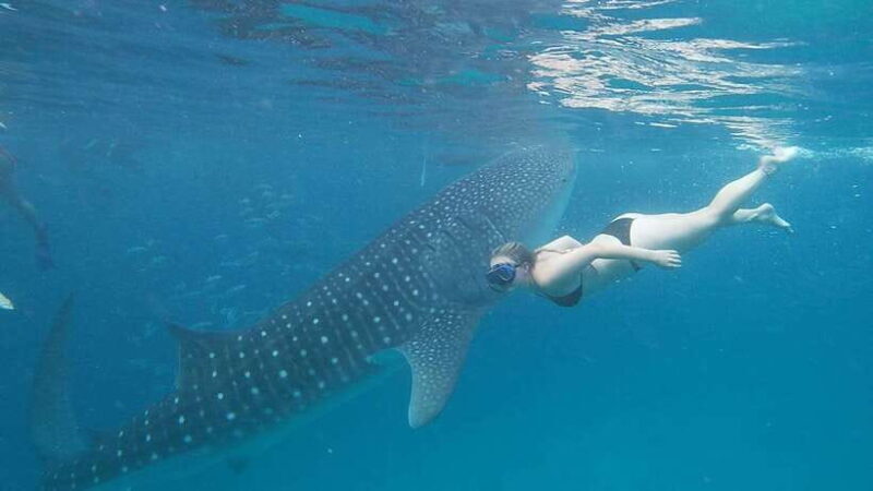 Cebu; Oslob Whaleshark Watching Day Tour - FAQs