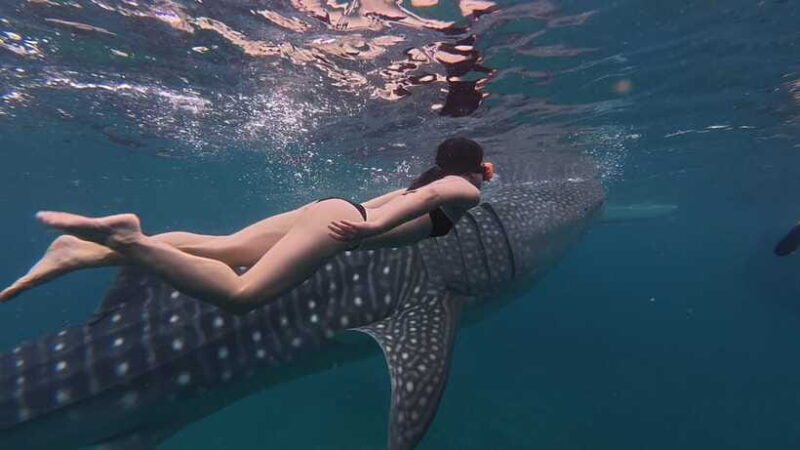 Cebu Oslob WhaleShark,Inambakan Falls& Moalboal Sardines Run - An In-Depth Look at the Tour Experience