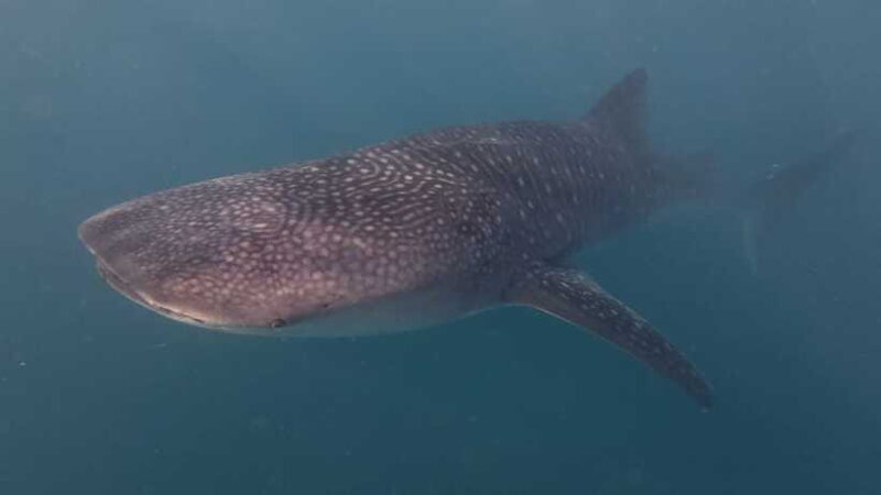 Cebu Oslob WhaleShark,Inambakan Falls& Moalboal Sardines Run - The Bottom Line