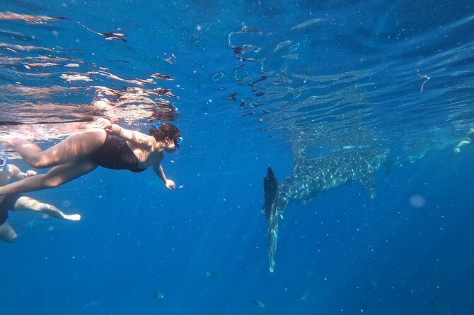 Cebu Oslob Whalesharks, Sumilon & Kawasan Waterfalls Tour - A Detailed Look at the Tour Experience