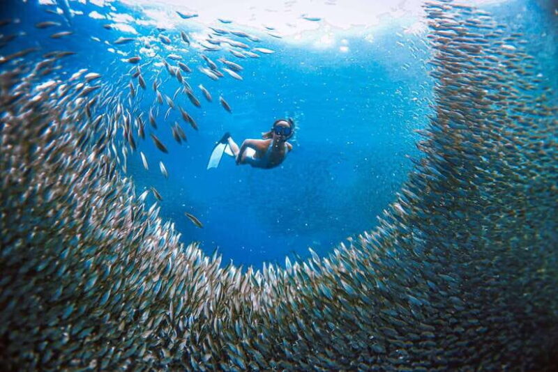 Cebu: Pescador Island, Sardines run and Kawasan Canyoneering - Practicalities and Value