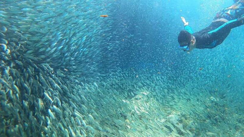 Cebu: Pescador Island, Sardines run and Kawasan Canyoneering - Who Will Love This Tour?