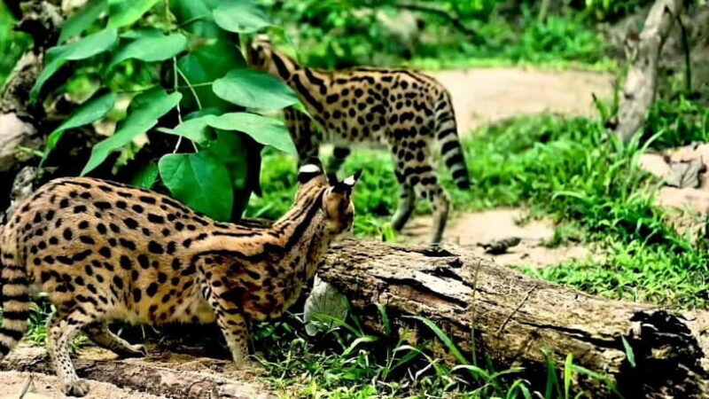 Cebu Safari & Adventure Park: Wildlife Tour with Transfers - An In-Depth Look at the Experience